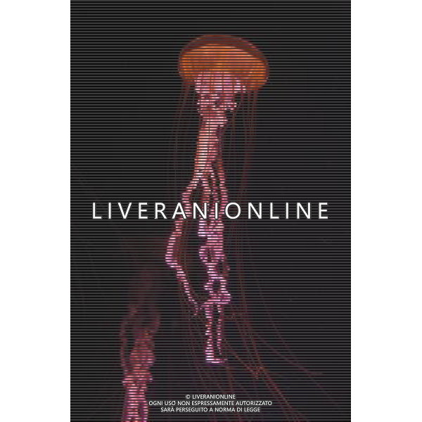 Medusa - Meduse - Jellyfish in the aquarium at the Atlantis hotel resort on Paradise Island in Nassau, New Providence Island, Bahamas /Agenzia Aldo Liverani Sas - ITALY ONLY -