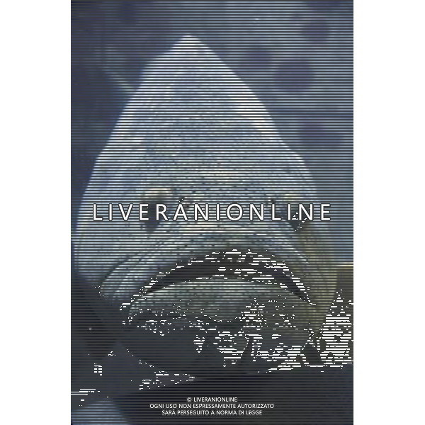 Fish swimming in the aquarium at the Atlantis hotel resort on Paradise Island in Nassau, New Providence Island, Bahamas /Agenzia Aldo Liverani Sas - ITALY ONLY -