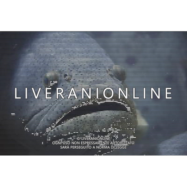 Fish swimming in the aquarium at the Atlantis hotel resort on Paradise Island in Nassau, New Providence Island, Bahamas /Agenzia Aldo Liverani Sas - ITALY ONLY -