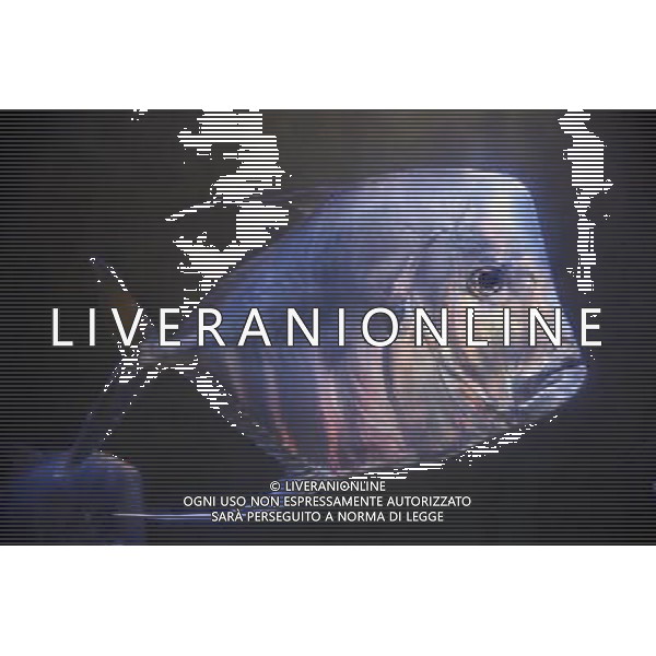 Fish swimming in the aquarium at the Atlantis hotel resort on Paradise Island in Nassau, New Providence Island, Bahamas /Agenzia Aldo Liverani Sas - ITALY ONLY -