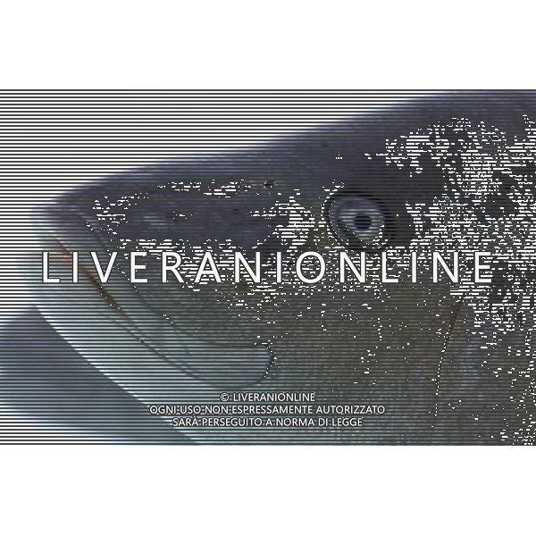 Fish mouth and eye in the aquarium at the Atlantis hotel resort on Paradise Island in Nassau, New Providence Island, Bahamas /Agenzia Aldo Liverani Sas - ITALY ONLY -