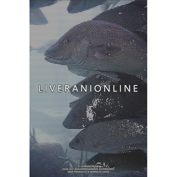 Fish swimming in the aquarium at the Atlantis hotel resort on Paradise Island in Nassau, New Providence Island, Bahamas /Agenzia Aldo Liverani Sas - ITALY ONLY -