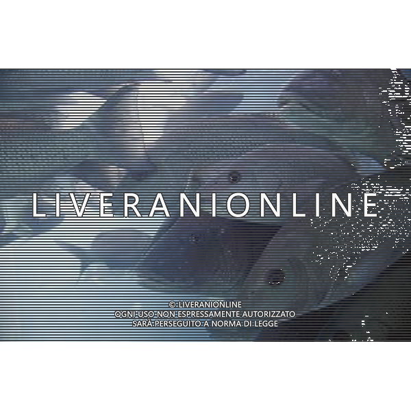 Fish swimming in the aquarium at the Atlantis hotel resort on Paradise Island in Nassau, New Providence Island, Bahamas /Agenzia Aldo Liverani Sas - ITALY ONLY -