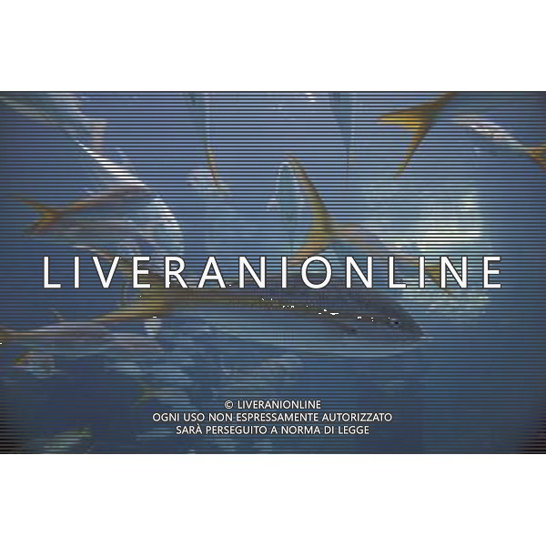 School of fish swimming in the aquarium at the Atlantis hotel resort on Paradise Island in Nassau, New Providence Island, Bahamas /Agenzia Aldo Liverani Sas - ITALY ONLY -