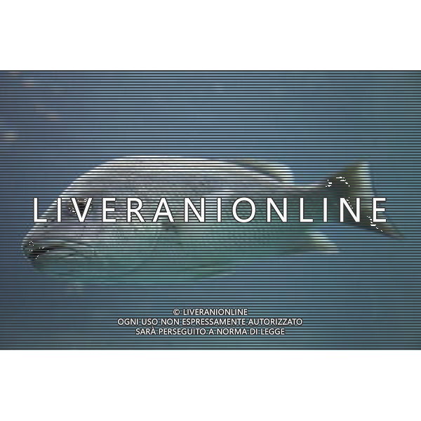 Fish swimming in the aquarium at the Atlantis hotel resort on Paradise Island in Nassau, New Providence Island, Bahamas /Agenzia Aldo Liverani Sas - ITALY ONLY -