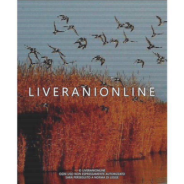 (091107) -- YINCHUAN, Nov. 7, 2009 -- Migratory birds fly at the Shahu scenic area in northwest China\'s Ningxia Hui Autonomous Region, Nov. 6, 2009. Liu Quanlong) (cl) Uccelli migratori in volo al tramonto /Agenzia Aldo Liverani sas - ITALY ONLY -