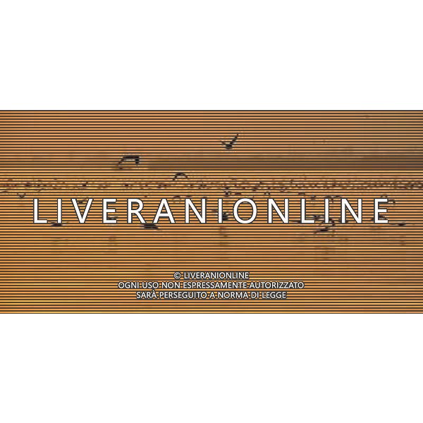 (091107) -- YINCHUAN, Nov. 7, 2009 -- Migratory birds fly at the Shahu scenic area in northwest China\'s Ningxia Hui Autonomous Region, Nov. 5, 2009. Liu Quanlong) (cl) Uccelli migratori in volo al tramonto /Agenzia Aldo Liverani sas - ITALY ONLY -