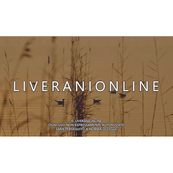 (091107) -- YINCHUAN, Nov. 7, 2009 -- Migratory birds rest at the Shahu scenic area in northwest China\'s Ningxia Hui Autonomous Region, Nov. 6, 2009. Liu Quanlong) (cl) Uccelli migratori al tramonto /Agenzia Aldo Liverani sas - ITALY ONLY -