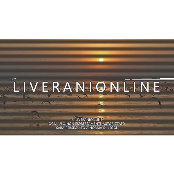 (091107) -- YINCHUAN, Nov. 7, 2009 -- Migratory birds fly at the Shahu scenic area in northwest China\'s Ningxia Hui Autonomous Region, Nov. 5, 2009. Liu Quanlong) (cl) Uccelli migratori in volo al tramonto /Agenzia Aldo Liverani sas - ITALY ONLY -