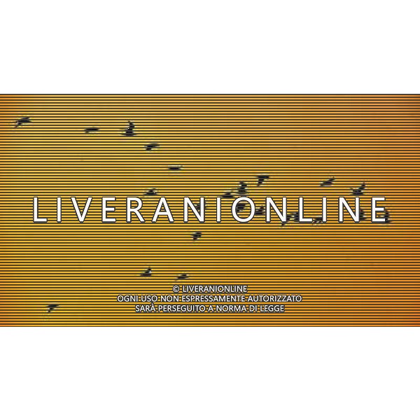 (091107) -- YINCHUAN, Nov. 7, 2009 -- Migratory birds fly at the Shahu scenic area in northwest China\'s Ningxia Hui Autonomous Region, Nov. 5, 2009. Liu Quanlong) (cl) Uccelli migratori in volo al tramonto /Agenzia Aldo Liverani sas - ITALY ONLY -