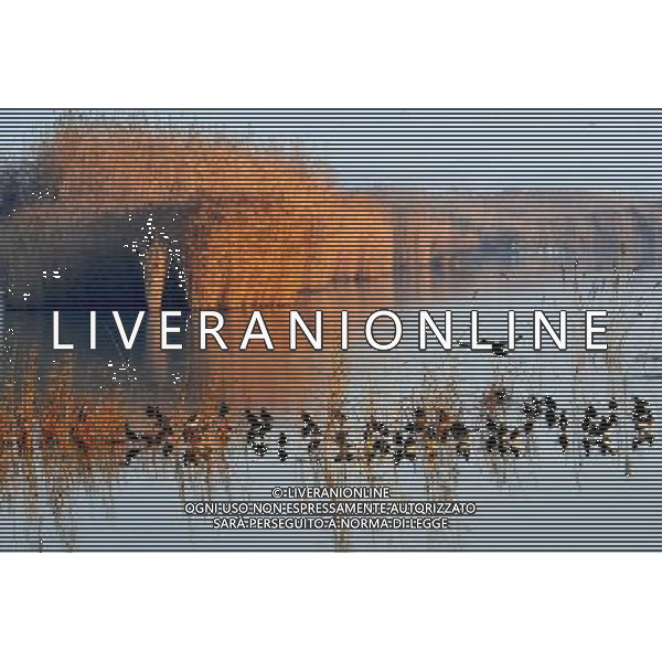 (091107) -- YINCHUAN, Nov. 7, 2009 -- Migratory birds rest at the Shahu scenic area in northwest China\'s Ningxia Hui Autonomous Region, Nov. 6, 2009. Liu Quanlong) (cl) Uccelli migratori in volo al tramonto /Agenzia Aldo Liverani sas - ITALY ONLY -