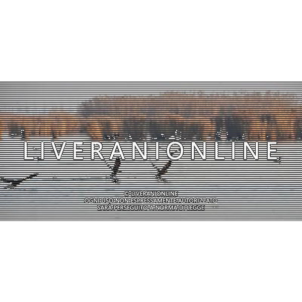 (091107) -- YINCHUAN, Nov. 7, 2009 -- Migratory birds fly at the Shahu scenic area in northwest China\'s Ningxia Hui Autonomous Region, Nov. 5, 2009. Liu Quanlong) (cl) Uccelli migratori in volo al tramonto /Agenzia Aldo Liverani sas - ITALY ONLY -