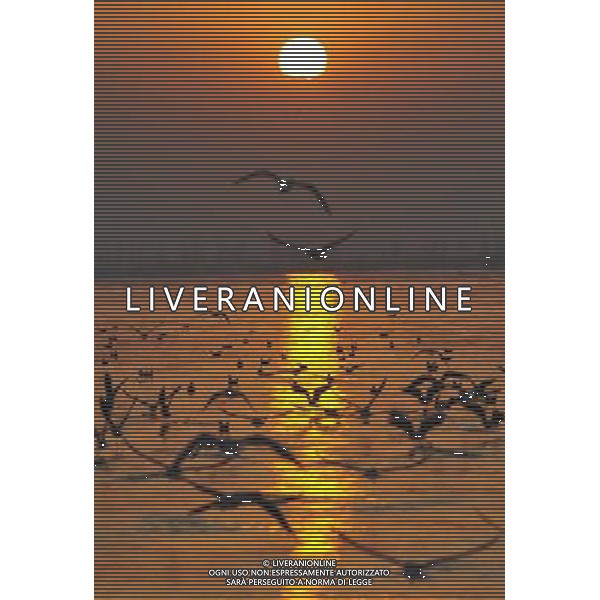 (091107) -- YINCHUAN, Nov. 7, 2009 -- Migratory birds fly at the Shahu scenic area in northwest China\'s Ningxia Hui Autonomous Region, Nov. 5, 2009. Liu Quanlong) (cl) Uccelli migratori in volo al tramonto /Agenzia Aldo Liverani sas - ITALY ONLY -