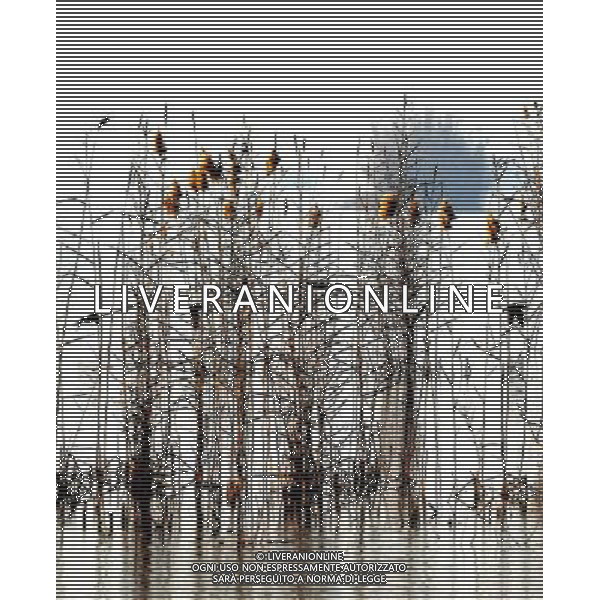 (091107) -- YINCHUAN, Nov. 7, 2009 -- Migratory birds fly at the Shahu scenic area in northwest China\'s Ningxia Hui Autonomous Region, Nov. 6, 2009. Liu Quanlong) (cl) Uccelli migratori /Agenzia Aldo Liverani sas - ITALY ONLY -