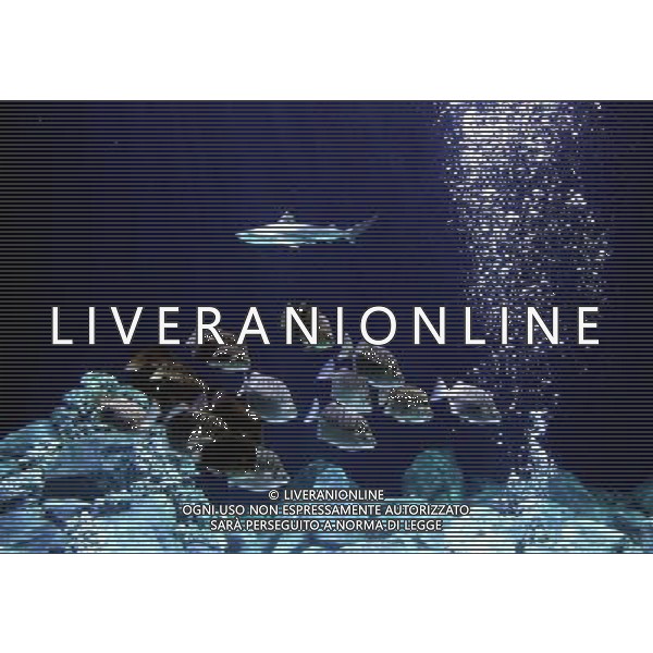 A blacktip shark (carcharhinus limbatus) pictured in the Warsaw\'s zoo, Poland, 10 November 2009. Specially for blacktip sharks, new inhabitatnts of the Warsaw\'s zoo, a new aquarium was build. Nuovo acquario dello Zoo di Varsavia in Polonia /Agenzia Aldo Liverani Sas - ITALY ONLY -