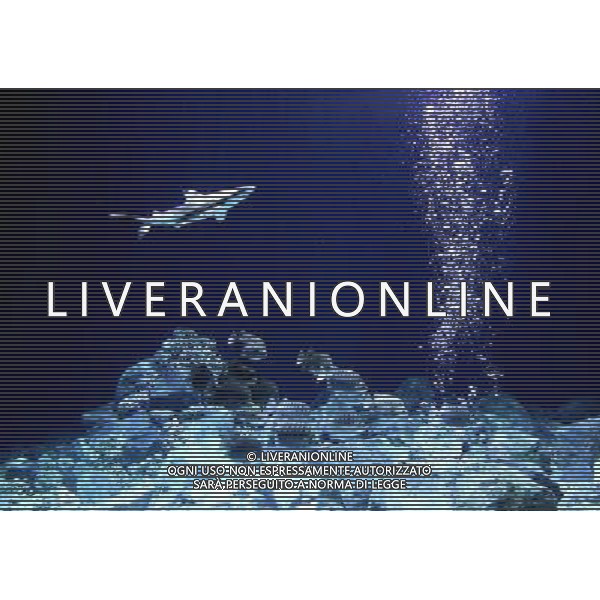 A blacktip shark (carcharhinus limbatus) pictured in the Warsaw\'s zoo, Poland, 10 November 2009. Specially for blacktip sharks, new inhabitatnts of the Warsaw\'s zoo, a new aquarium was build. Nuovo acquario dello Zoo di Varsavia in Polonia /Agenzia Aldo Liverani Sas - ITALY ONLY -