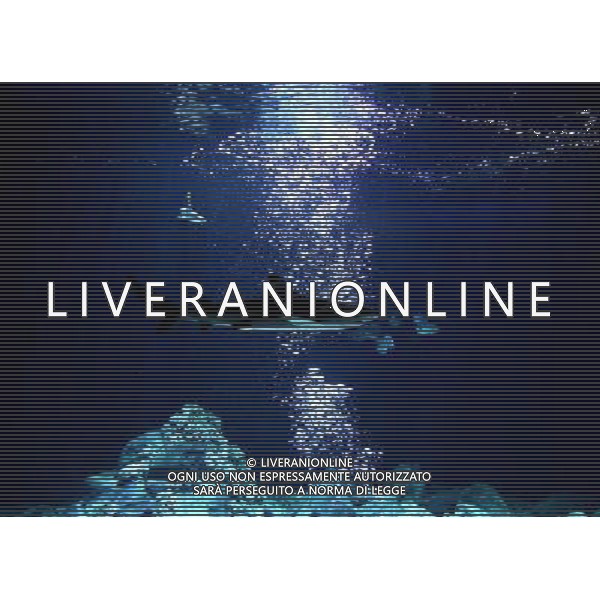 A blacktip shark (carcharhinus limbatus) pictured in the Warsaw\'s zoo, Poland, 10 November 2009. Specially for blacktip sharks, new inhabitatnts of the Warsaw\'s zoo, a new aquarium was build. Nuovo acquario dello Zoo di Varsavia in Polonia /Agenzia Aldo Liverani Sas - ITALY ONLY -