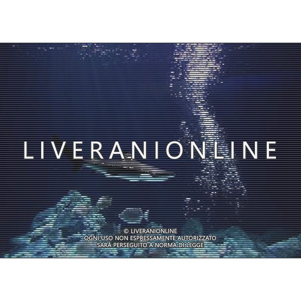 A blacktip shark (carcharhinus limbatus) pictured in the Warsaw\'s zoo, Poland, 10 November 2009. Specially for blacktip sharks, new inhabitatnts of the Warsaw\'s zoo, a new aquarium was build. Nuovo acquario dello Zoo di Varsavia in Polonia /Agenzia Aldo Liverani Sas - ITALY ONLY -