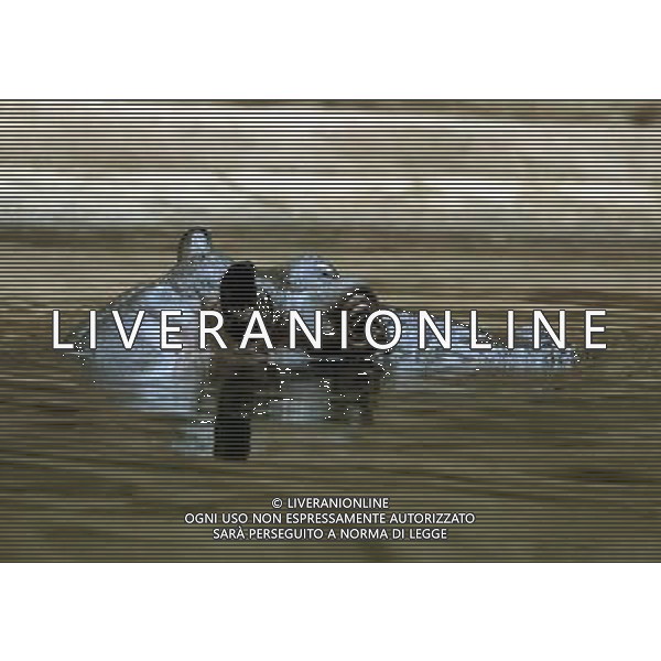 Hippo named Hugo became a new resident of Warsaw\'s zoo, Poland, 10 November 2009. Nuovo acquario dello Zoo di Varsavia in Polonia /Agenzia Aldo Liverani Sas - ITALY ONLY -