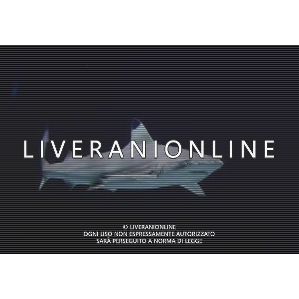 A blacktip shark (carcharhinus limbatus) pictured in the Warsaw\'s zoo, Poland, 10 November 2009. Specially for blacktip sharks, new inhabitatnts of the Warsaw\'s zoo, a new aquarium was build. Nuovo acquario dello Zoo di Varsavia in Polonia /Agenzia Aldo Liverani Sas - ITALY ONLY -