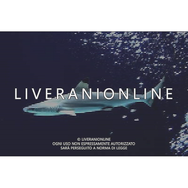 A blacktip shark (carcharhinus limbatus) pictured in the Warsaw\'s zoo, Poland, 10 November 2009. Specially for blacktip sharks, new inhabitatnts of the Warsaw\'s zoo, a new aquarium was build. Nuovo acquario dello Zoo di Varsavia in Polonia /Agenzia Aldo Liverani Sas - ITALY ONLY -