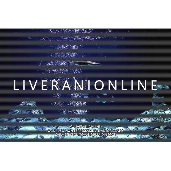 A blacktip shark (carcharhinus limbatus) pictured in the Warsaw\'s zoo, Poland, 10 November 2009. Specially for blacktip sharks, new inhabitatnts of the Warsaw\'s zoo, a new aquarium was build. Nuovo acquario dello Zoo di Varsavia in Polonia /Agenzia Aldo Liverani Sas - ITALY ONLY -
