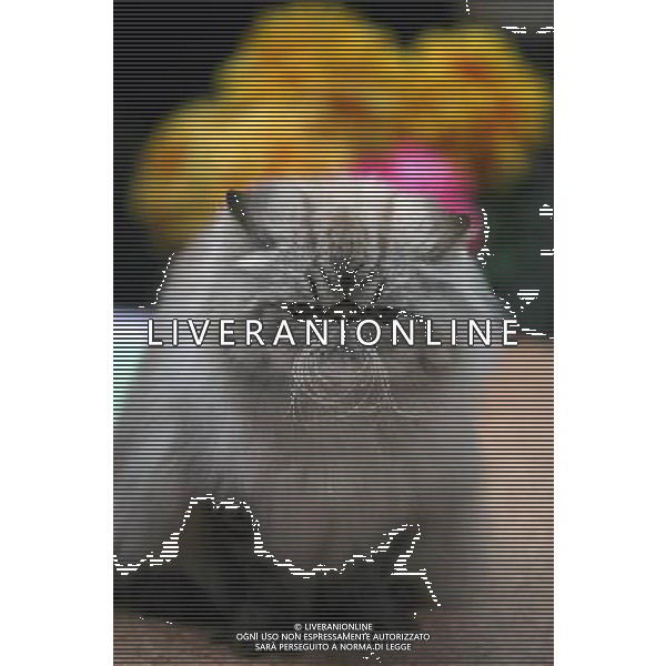 (091115) -- SOFIA, Nov. 15, 2009 -- A cat sits during a contest in a museum in Sofia, capital of Bulgaria, on Nov. 14, 2009. A cat show with contest kicked off on Friday in Sofia. Velko Angelov) (jl) Gatto - animale - felino /Agenzia Aldo Liverani Sas - ITALY ONLY -