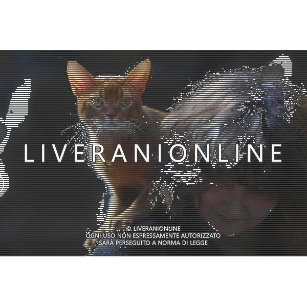 (091115) -- SOFIA, Nov. 15, 2009 -- A cat sits during a contest in a museum in Sofia, capital of Bulgaria, on Nov. 14, 2009. A cat show with contest kicked off on Friday in Sofia. Velko Angelov) (jl) Gatto - animale - felino /Agenzia Aldo Liverani Sas - ITALY ONLY -