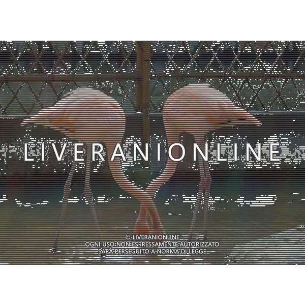 (091123) -- SUZHOU, Nov. 23, 2009 -- A pair of flamingos seek foraging leisurely under bright sunshine, inside the zoo of Suzhou City, east China\'s Jiangsu Province, Nov. 22, 2009. Some 12 fledgling flamingos within 2 years birth imported from Cuba this March have grown up healthily and charming under the intensive care of the zoo keepers. Wang Jiankang) (px) coppia di fenicotteri rosa - animale - uccello acquatico /Agenzia Aldo Liverani Sas - ITALY ONLY -