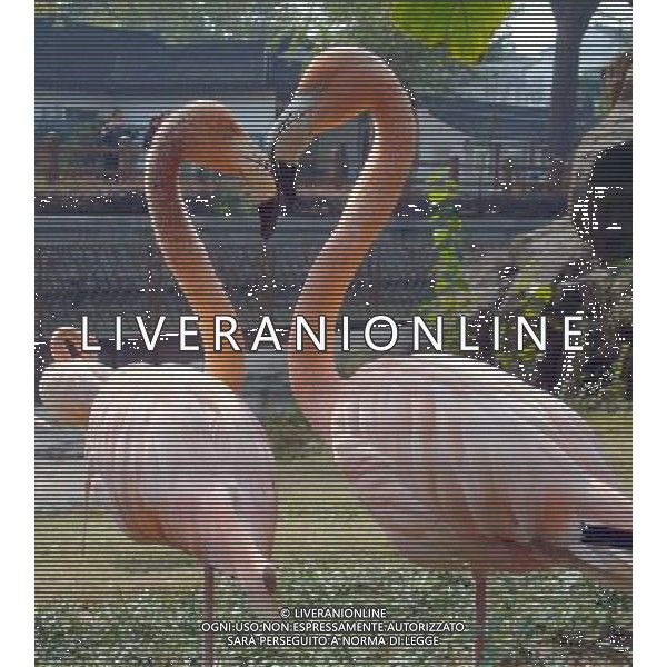 (091123) -- SUZHOU, Nov. 23, 2009 -- A pair of flamingos stroll leisurely under bright sunshine, inside the zoo of Suzhou City, east China\'s Jiangsu Province, Nov. 22, 2009. Some 12 fledgling flamingos within 2 years birth imported from Cuba this March have grown up healthily and charming under the intensive care of the zoo keepers. Wang Jiankang) (px) coppia di fenicotteri rosa - animale - uccello acquatico /Agenzia Aldo Liverani Sas - ITALY ONLY -
