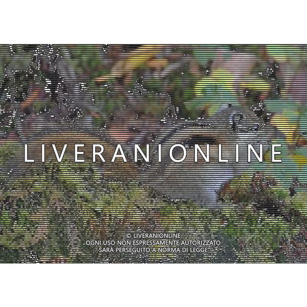 (091205) -- BEIJING, Dec. 5, 2009 -- The picture taken on Oct. 13, 2009 shows a squirrel at the Pudacuo National Park in Tibetan Autonomous Prefecture of Deqen, southwest China\'s Yunnan Province.Lin Yiguang) (lmz) SCOIATTOLO - ANIMALE /Agenzia Aldo Liverani Sas - ITALY ONLY -