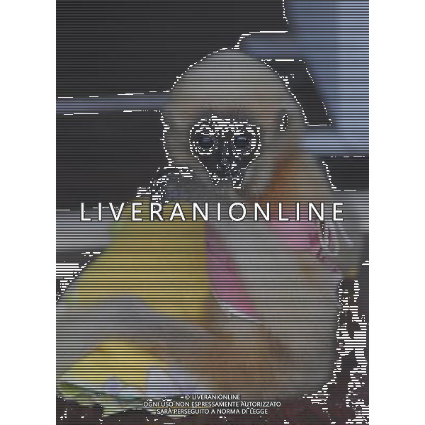 (091215) -- NANNING, Dec. 15, 2009 -- A gibbon cub looks on in the Zoo of Nanning City, southwest China\'s Guangxi Zhuang Autonomous Region, Dec. 14, 2009.The rare white cheek gibbon cubs are well cared of in the zoo. Huang Xiaobang) (px) Rari Cuccioli di Gibboni Bianchi - scimmie - animali /Agenzia Aldo Liverani Sas - ITALY ONLY -