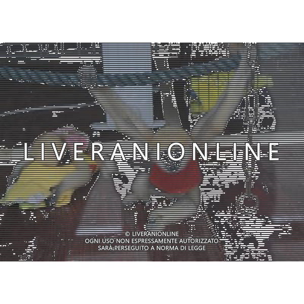 (091215) -- NANNING, Dec. 15, 2009 -- Gibbon cubs play in the Zoo of Nanning City, southwest China\'s Guangxi Zhuang Autonomous Region, Dec. 14, 2009.The rare white cheek gibbon cubs are well cared of in the zoo. Huang Xiaobang) (px) Rari Cuccioli di Gibboni Bianchi - scimmie - animali /Agenzia Aldo Liverani Sas - ITALY ONLY -