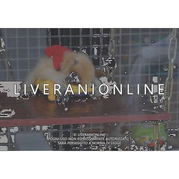 (091215) -- NANNING, Dec. 15, 2009 -- A gibbon cub snuggles around a pillow in the Zoo of Nanning City, southwest China\'s Guangxi Zhuang Autonomous Region, Dec. 14, 2009.The rare white cheek gibbon cubs are well cared of in the zoo. Huang Xiaobang) (px) Rari Cuccioli di Gibboni Bianchi - scimmie - animali /Agenzia Aldo Liverani Sas - ITALY ONLY -