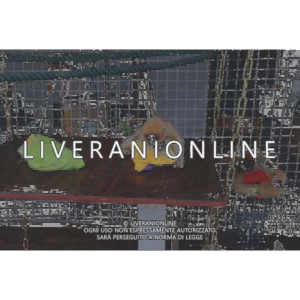 (091215) -- NANNING, Dec. 15, 2009 -- A gibbon cub snuggles around a pillow in the Zoo of Nanning City, southwest China\'s Guangxi Zhuang Autonomous Region, Dec. 14, 2009.The rare white cheek gibbon cubs are well cared of in the zoo. Huang Xiaobang) (px) Rari Cuccioli di Gibboni Bianchi - scimmie - animali /Agenzia Aldo Liverani Sas - ITALY ONLY -