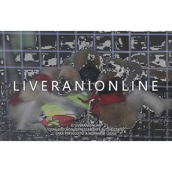 (091215) -- NANNING, Dec. 15, 2009 -- Gibbon cubs snuggle around a pillow in the Zoo of Nanning City, southwest China\'s Guangxi Zhuang Autonomous Region, Dec. 14, 2009.The rare white cheek gibbon cubs are well cared of in the zoo. Huang Xiaobang) (px) Rari Cuccioli di Gibboni Bianchi - scimmie - animali /Agenzia Aldo Liverani Sas - ITALY ONLY -