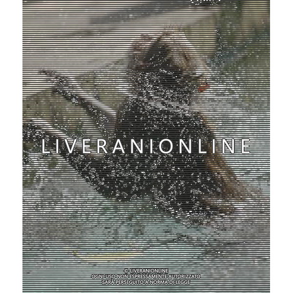 SCIMMIA - SCIMMIE RAZZA MACACO, MENTRE FANNO IL BAGNO NELLA RISERVA NATURALE DI NANWAN A LINGSHUI ( CINA) © zhao yingquan - Xinhua - Photoshot - Ag. Aldo Liverani sas ITALY ONLY