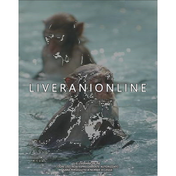 SCIMMIA - SCIMMIE RAZZA MACACO, MENTRE FANNO IL BAGNO NELLA RISERVA NATURALE DI NANWAN A LINGSHUI ( CINA) © zhao yingquan - Xinhua - Photoshot - Ag. Aldo Liverani sas ITALY ONLY