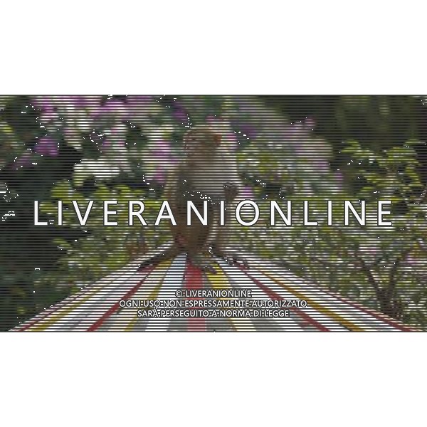 SCIMMIA - SCIMMIE RAZZA MACACO, MENTRE FANNO IL BAGNO NELLA RISERVA NATURALE DI NANWAN A LINGSHUI ( CINA) © zhao yingquan - Xinhua - Photoshot - Ag. Aldo Liverani sas ITALY ONLY