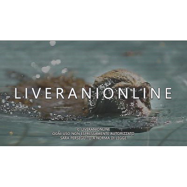 SCIMMIA - SCIMMIE RAZZA MACACO, MENTRE FANNO IL BAGNO NELLA RISERVA NATURALE DI NANWAN A LINGSHUI ( CINA) © zhao yingquan - Xinhua - Photoshot - Ag. Aldo Liverani sas ITALY ONLY