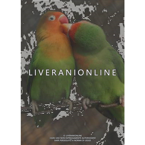 PAPPAGALLI © Dong Jinlin/ColorChinaPhoto - Ag. Aldo Liverani sas ITALY ONLY