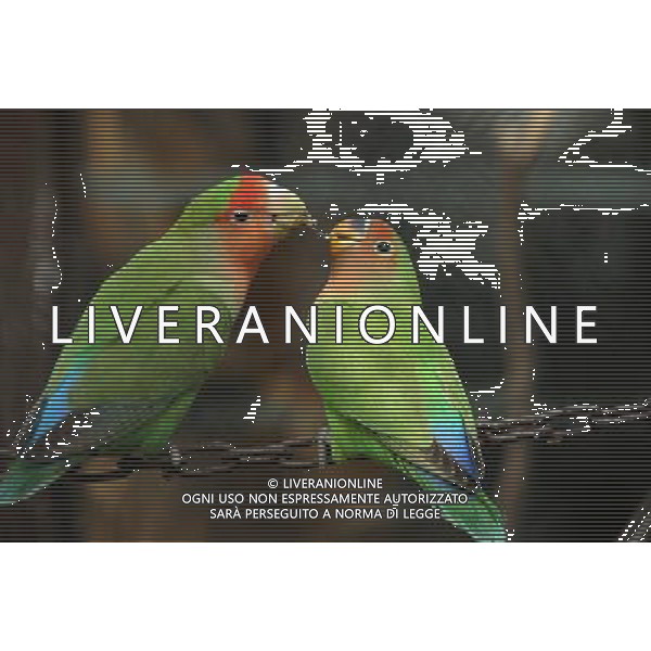 PAPPAGALLI © Dong Jinlin/ColorChinaPhoto - Ag. Aldo Liverani sas ITALY ONLY