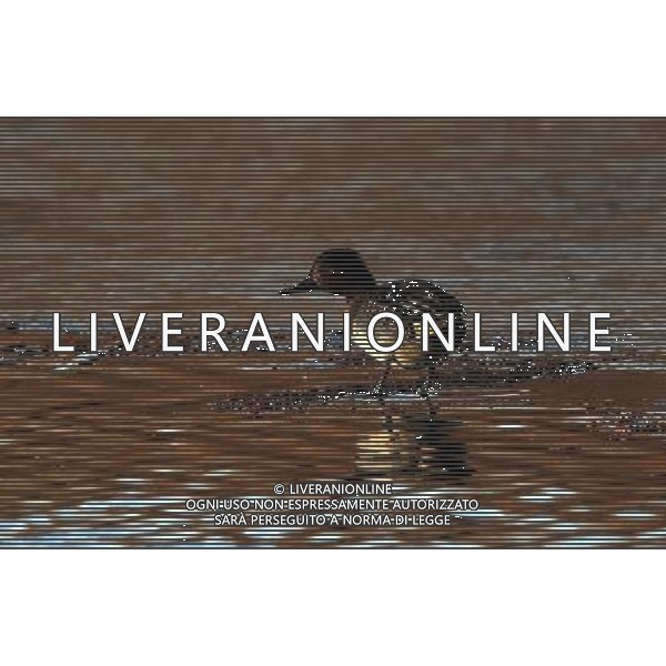 (091231) -- QINHUANGDAO, Dec. 31, 2009 () -- A mallard searches for food on the wetland in Qinhuangdao, a coastal city in north China\'s Hebei Province, Dec. 30, 2009. A flock of mallards fly to the coastal wetland that has not froze over. (/Yang Shiyao) (msq) /Agenzia Aldo Liverani Sas - ITALY ONLY - ANATRA - ANATRE SELVATICHE - VOLATILI - UCCELLI MIGRATORI