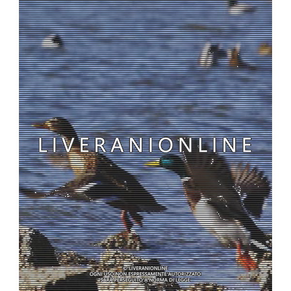 (091231) -- QINHUANGDAO, Dec. 31, 2009 () -- Mallards are seen on the wetland in Qinhuangdao, a coastal city in north China\'s Hebei Province, Dec. 16, 2009. A flock of mallards fly to the coastal wetland that has not froze over. (/Yang Shiyao) (msq) /Agenzia Aldo Liverani Sas - ITALY ONLY - ANATRA - ANATRE SELVATICHE - VOLATILI - UCCELLI MIGRATORI