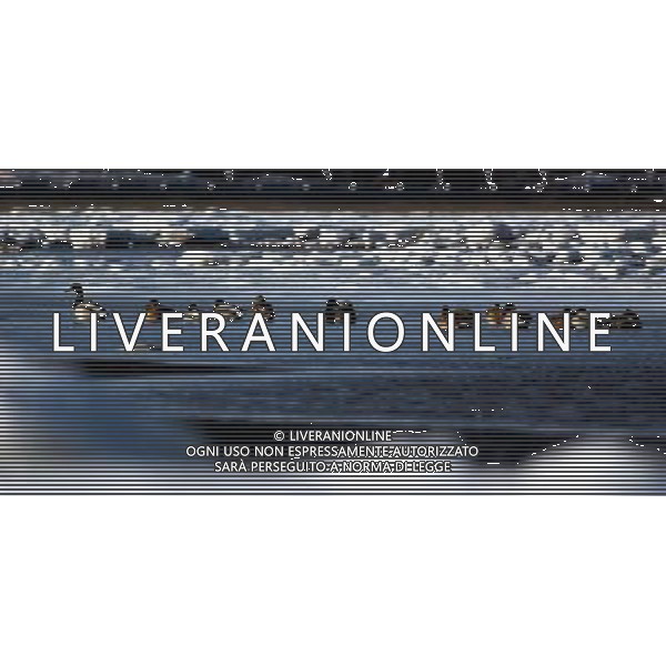 (091231) -- QINHUANGDAO, Dec. 31, 2009 () -- Mallards search for food on the wetland in Qinhuangdao, a coastal city in north China\'s Hebei Province, Dec. 16, 2009. A flock of mallards fly to the coastal wetland that has not froze over. (/Yang Shiyao) (msq) /Agenzia Aldo Liverani Sas - ITALY ONLY - ANATRA - ANATRE SELVATICHE - VOLATILI - UCCELLI MIGRATORI