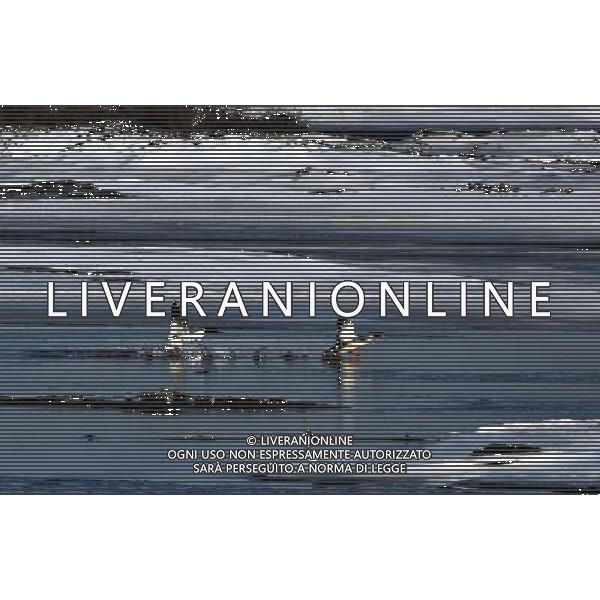 (091231) -- QINHUANGDAO, Dec. 31, 2009 () -- Mergansers search for food on the wetland in Qinhuangdao, a coastal city in north China\'s Hebei Province, Dec. 26, 2009. A flock of mallards fly to the coastal wetland that has not froze over. (/Yang Shiyao) (msq) /Agenzia Aldo Liverani Sas - ITALY ONLY - ANATRA - ANATRE SELVATICHE - VOLATILI - UCCELLI MIGRATORI