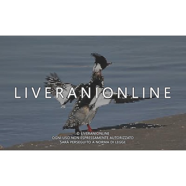 (091231) -- QINHUANGDAO, Dec. 31, 2009 () -- A red-breasted merganser stretches its wings on the wetland in Qinhuangdao, a coastal city in north China\'s Hebei Province, Dec. 30, 2009. A flock of mallards fly to the coastal wetland that has not froze over. (/Yang Shiyao) (msq) /Agenzia Aldo Liverani Sas - ITALY ONLY - ANATRA - ANATRE SELVATICHE - VOLATILI - UCCELLI MIGRATORI