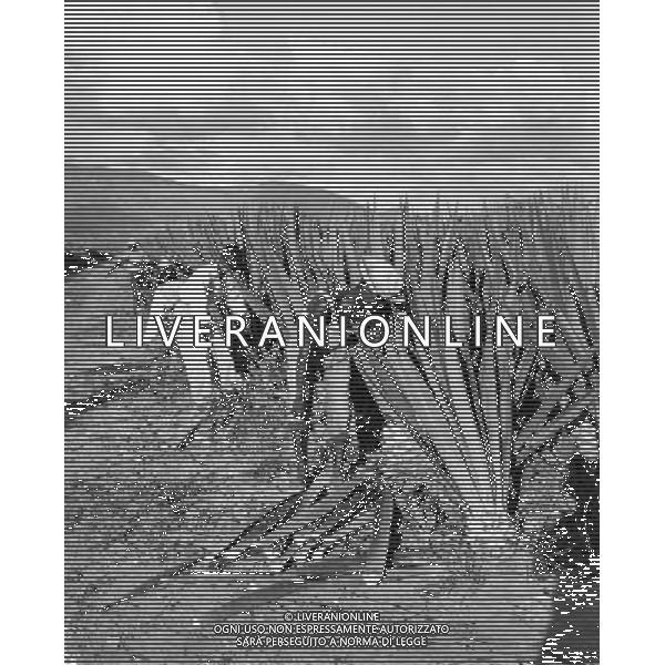 Haiti nazione dell\'America, isola del mar dei Caraibi: Haiti e\' il paese piu\' povero delle Americhe nella foto la coltivazione e lavorazione della Sisal (Manila hemp) dalla quale si estraggono fibre per la produzione di corde retrospettiva ©archivio Giovanni Liverani/Agenzia Aldo Liverani Sas