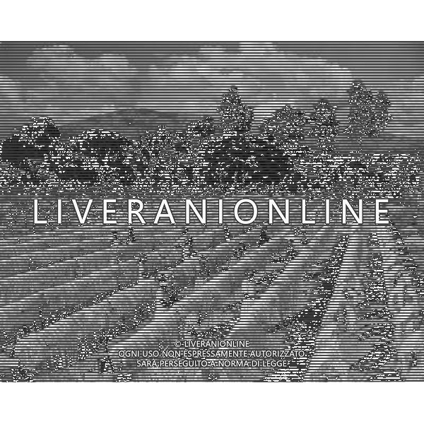 Haiti nazione dell\'America, isola del mar dei Caraibi: Haiti e\' il paese piu\' povero delle Americhe nella foto la coltivazione e lavorazione della Sisal (Manila hemp) dalla quale si estraggono fibre per la produzione di corde retrospettiva ©archivio Giovanni Liverani/Agenzia Aldo Liverani Sas