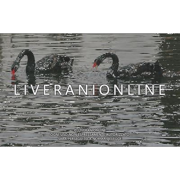 CIGNI /CIGNO NERI /NERO nello zoo di Suzhou ( Cina) © Hang Xingwei - Xinhua/Photoshot - Ag. Aldo Liverani sas ITALY ONLY